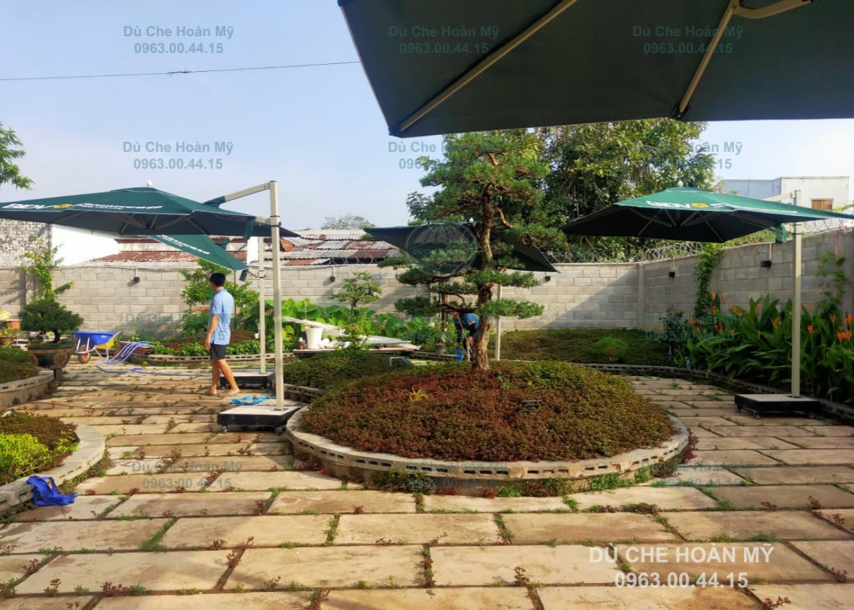 Nhiều bộ dù lệch tâm che các vùng trong sân vườn, cần giữ khoảng trống giữa tán và cây.